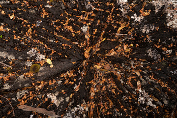 Natural background. Closeup view of a cut down tree trunk. Beautiful texture and pattern. 
