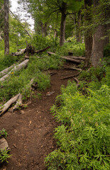 Recreation and outdoor activities. View of the hiking path across the green forest in the mountains.