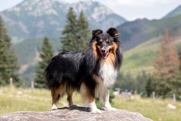 Plakat Cute, fur fluffy sable white shetland sheepdog, small collie outdoor portrait in the mountains on summer time. Sheltie on a big stone with background of forest and beautiful mountains, hills