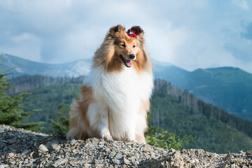 Cute, fur black white tricolor shetland sheepdog, small collie  outdoor portrait on big rock on summer time. Sheltie on a big stone with background of forest and beautiful mountains, hills