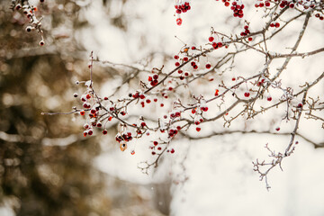 Bird Berry Tree in Winter