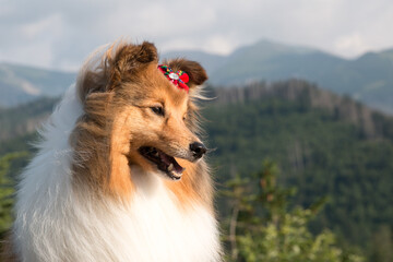 Cute, fur black white tricolor shetland sheepdog, small collie  outdoor portrait on big rock on...