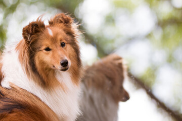 Stunning nice fluffy sable white shetland sheepdog, sheltie outside portrait with reflection in the mirror. Small lassie, little collie dog with outdoor shot on summer time with attentive reflection