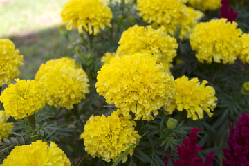 Beautiful marigold flower field with full blooming marigold