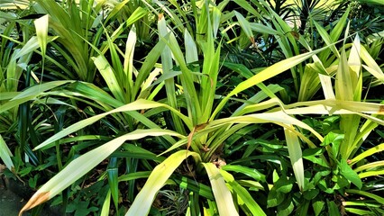 Obraz premium nature, green, ducks, ecological beauty