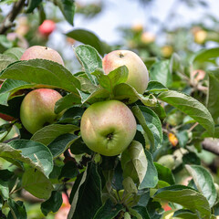 apples on an apple tree