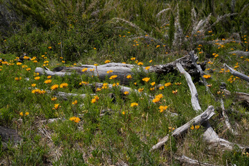 Patagonia flora. View of Alstroemeria aurea, also known as Amancay, yellow flowers and green foliage, blooming in the field.