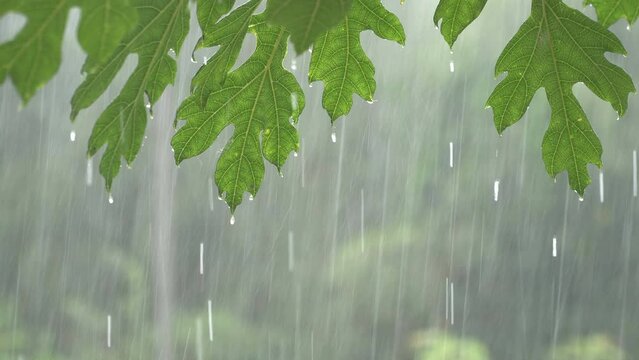 Heavy Rain Falling On Papaya Tree Leaves summer day time In 4k shot
