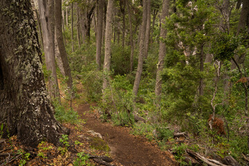 Hiking in the forest. View of the footpath across the woods.