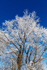 Trees with hoarfrost on the background of pure blue sky.