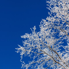 Trees with hoarfrost on the background of pure blue sky.