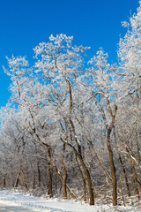 Trees with hoarfrost on the background of pure blue sky