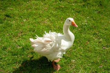 white goose in the grass