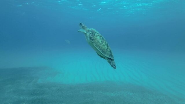 Slow motion, Sea turtle swims in the blue water to up, takes a breath and lies under surface of water. Green Sea Turtle (Chelonia mydas), Red Sea, Egypt