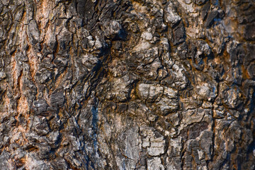Bark texture background.