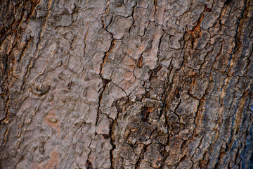 Bark texture background.