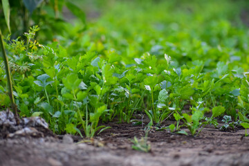 Close up fresh growing green coriander (cilantro) leaves in vegetable plot