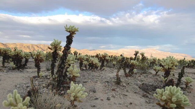Movie over the cactus field of the Cholla Cactus garden in the Jushua Tree national park in california