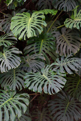 Subtropical oasis. Closeup of green leaves of tropical plant in botanical garden outdoors, exotic plant monstera deliciosa or swiss cheese growing in park. Summer nature background