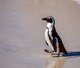 Fototapeta premium Penguin walks along sandy beach at the exit from the sea.