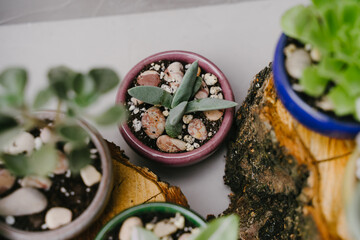 Top view of the small indoor plants. Succulents in beautiful little pots stand on wooden sawn-offs. Green indoor plants. Landscaping the interior of a home or office. - obrazy, fototapety, plakaty