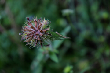 thistle flower in bloom