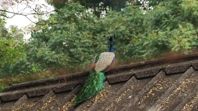 The beautiful peacock is sitting on the shell. Shakes its neck.with blur nature background