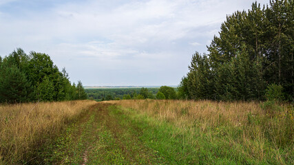 Fototapeta na wymiar forest road, landscape