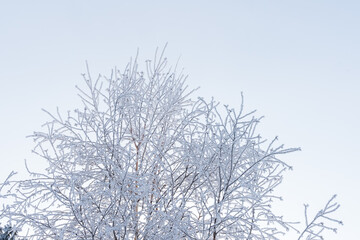A snow-covered tree on a frosty winter day