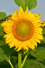 Obraz premium Sunflower with a yellow inflorescence against a blue sky.
