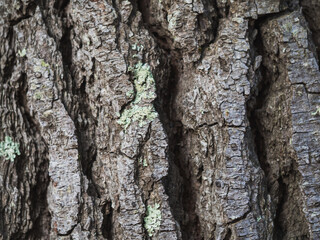 Natural tree trunk texture background