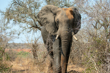 Male African Elephant with red clay dirt on head in Kruger National Park in South Africa RSA
