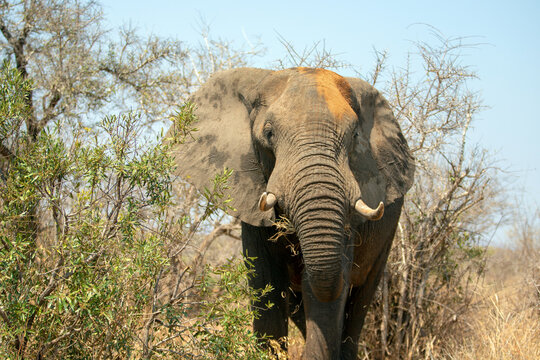 Male African Elephant Bull in Kruger National Park in South Africa