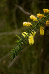 Yellow Wattle On Tree