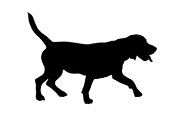 Walking english beagle puppy. Black dog silhouette. Pet animals. Isolated on a white background.