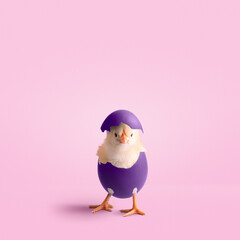 uova di Pasqua colorate - sfondo rosa