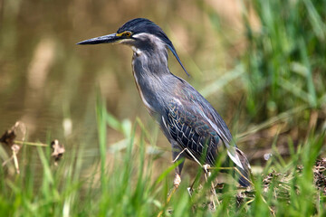 Striated Heron, Kruger National Park