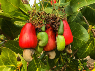 Branches of cashew apple fruits, soft and selective focus on cashew apples.