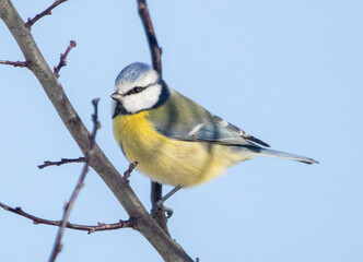 Obraz premium Blue tit