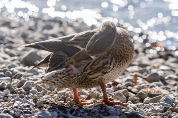 Stockenten Weibchen putzend auf Kies in der Sonne
