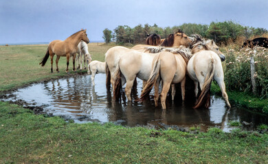 Flock of wild horses standing in a puddle of water  Hanstholm Jutland Denmark.