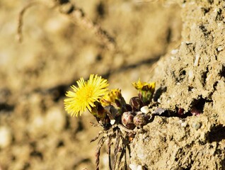 Huflattich (Tussilago farfara)