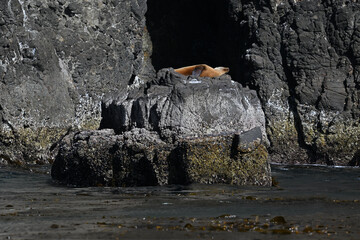 Blind in one eye sealion sunning on rock Anacapa Island.