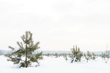 Winter snow landscape with young fir trees growing on the field, cloudy weather. High quality photo