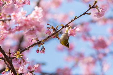 Japanese White-eye and Cerasus lannesiana Carriere at Shibuya, Tokyo, Japan