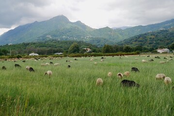 Obraz premium Flock of sheep grazing on green meadows in the hinterlands of Moriani Plage. Corsica, France.