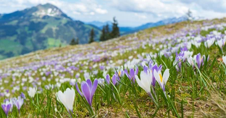 Selbstklebende Fototapeten spring in the mountains © Christoph