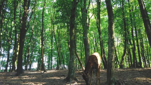 Spotted Axis deer standing in forest among trees. Young Chital deer in summer light woods