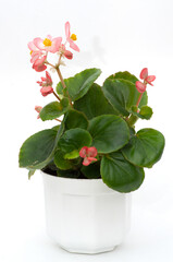 Begonia plant seedling in a white pot with green leaves and pink flowers. Runner-up begonia.