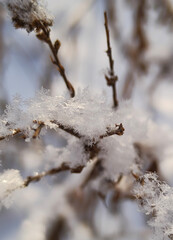 The texture and geometry of real snowflakes close-up on thin brown branches
